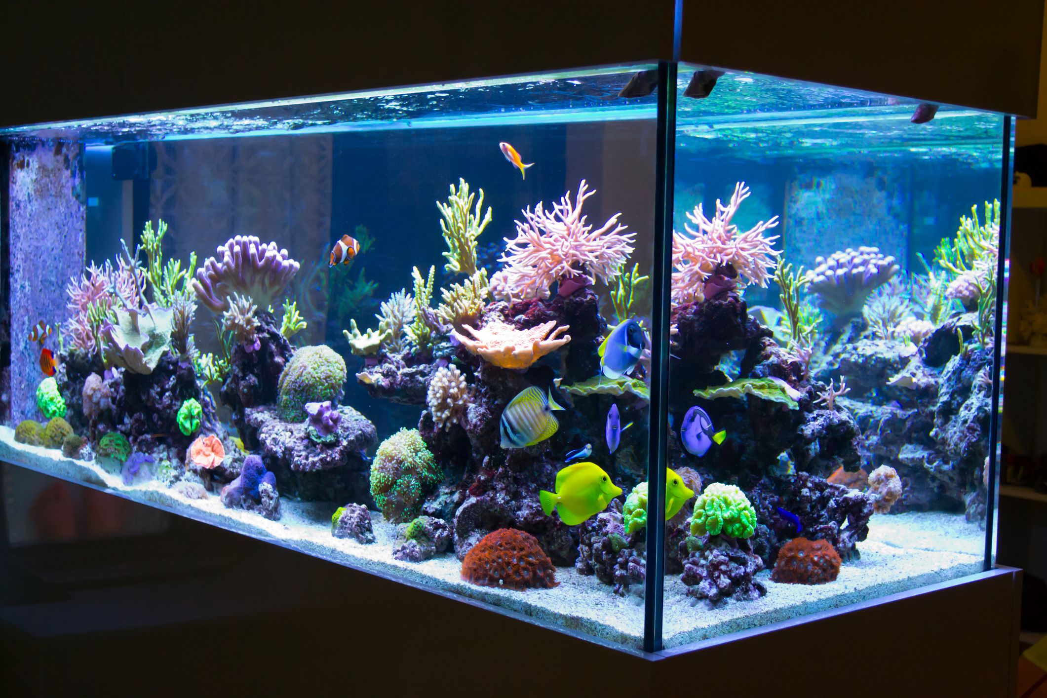 LED aquarium lights Kenya