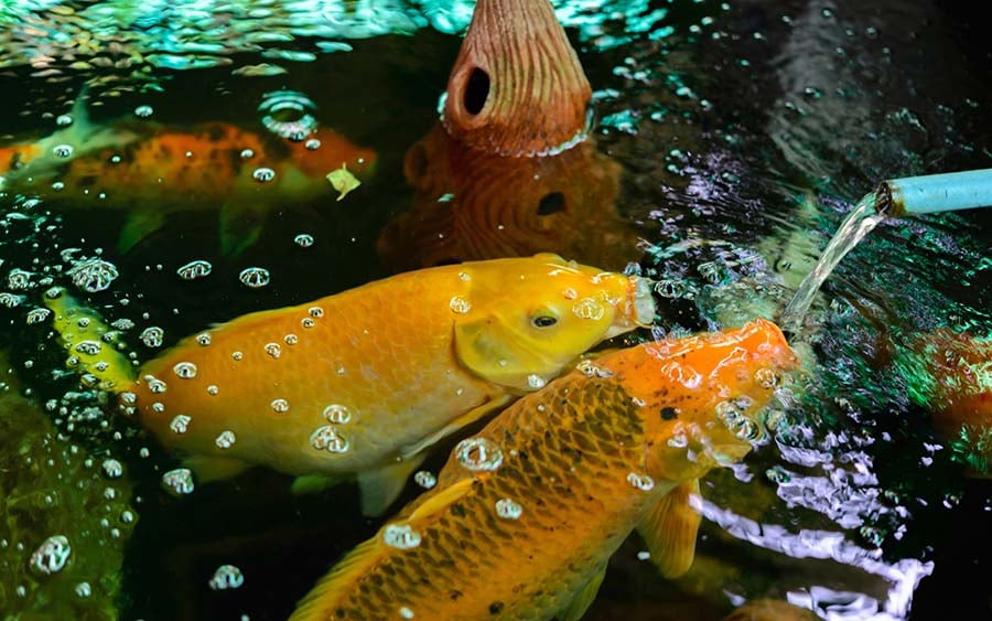 Pond Aerators