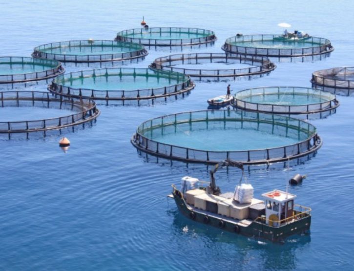 fish farming equipment