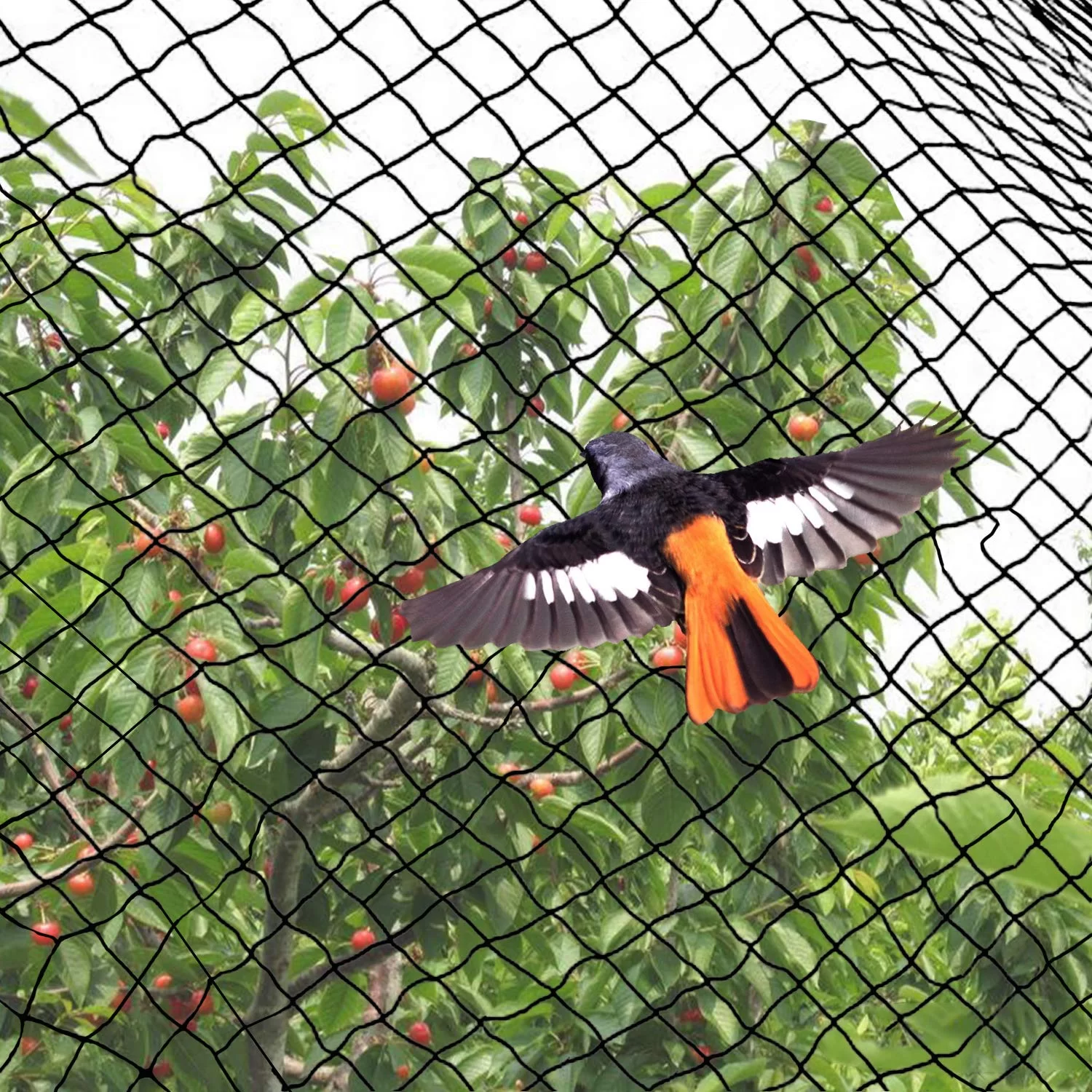 bird pest control