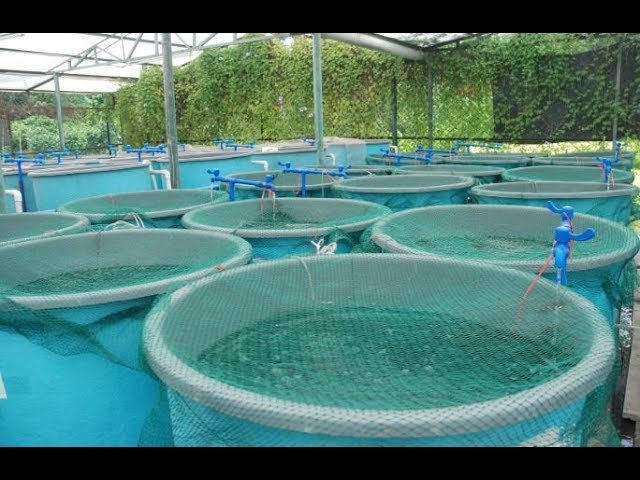 fish farming Kenya