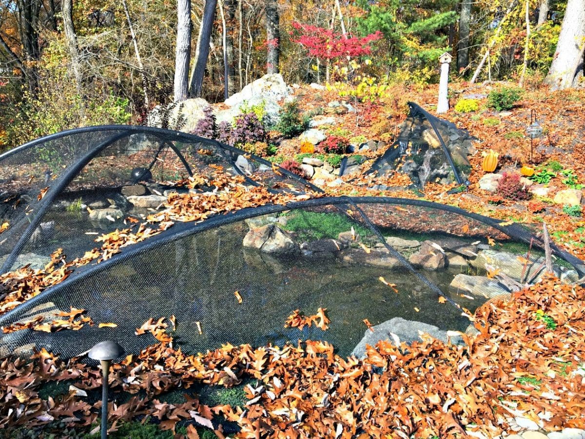 pond