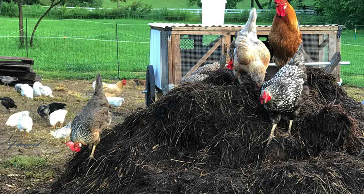 Poultry