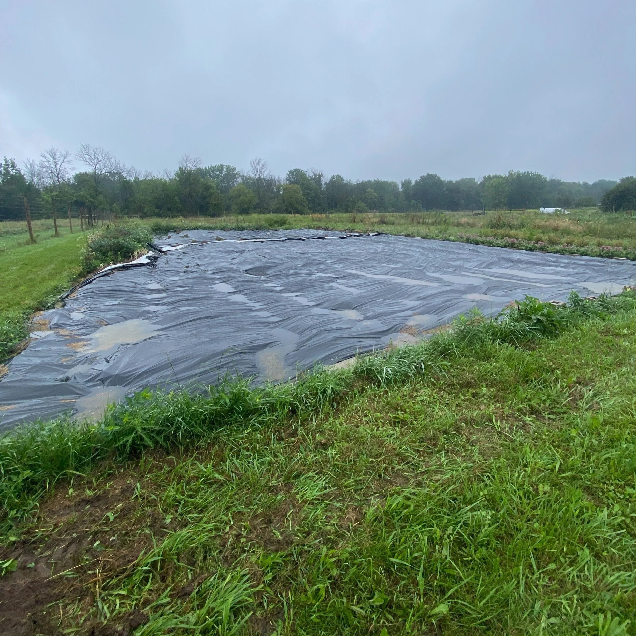 Tarps