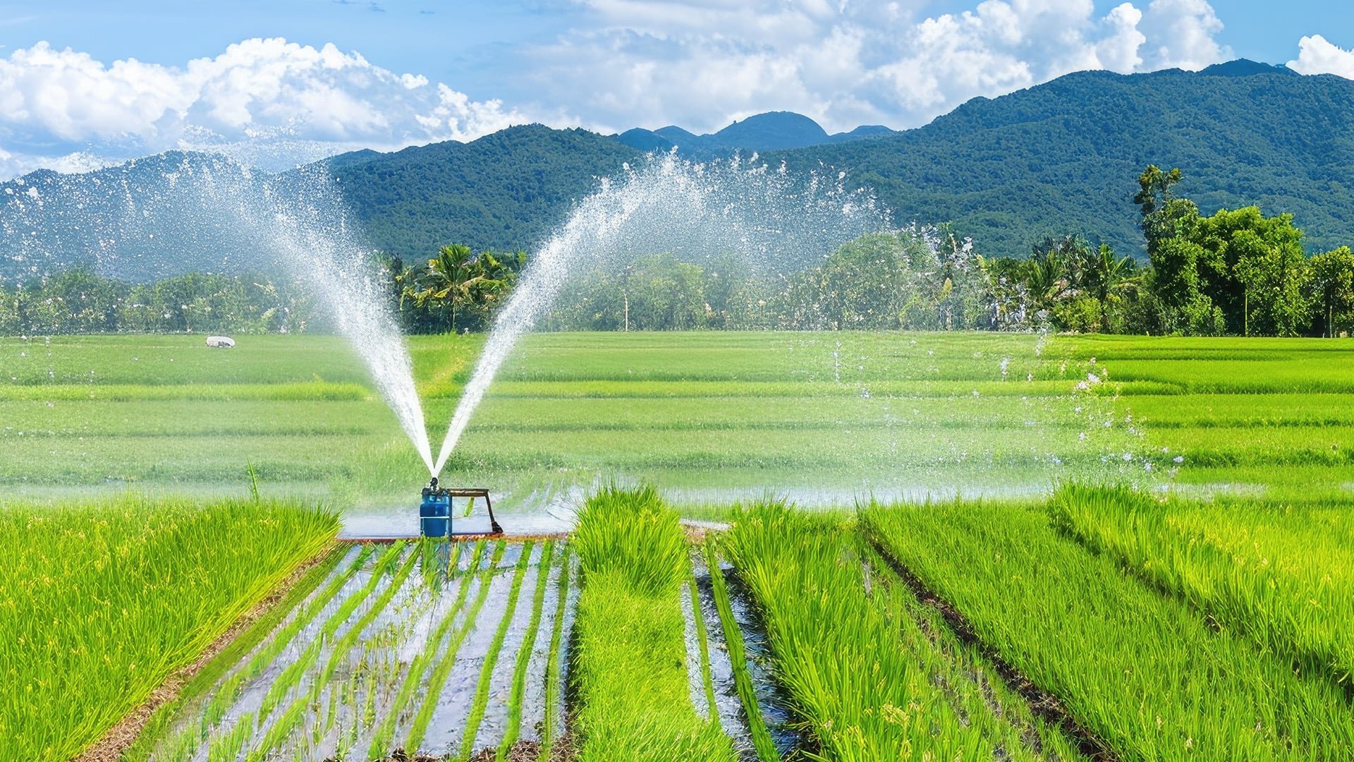 Irrigation