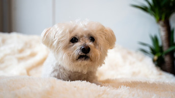 pet