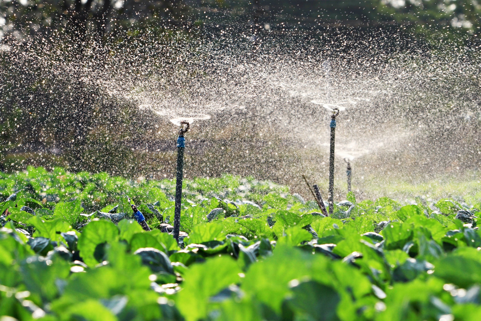 Sprinkler and Booster Pumps