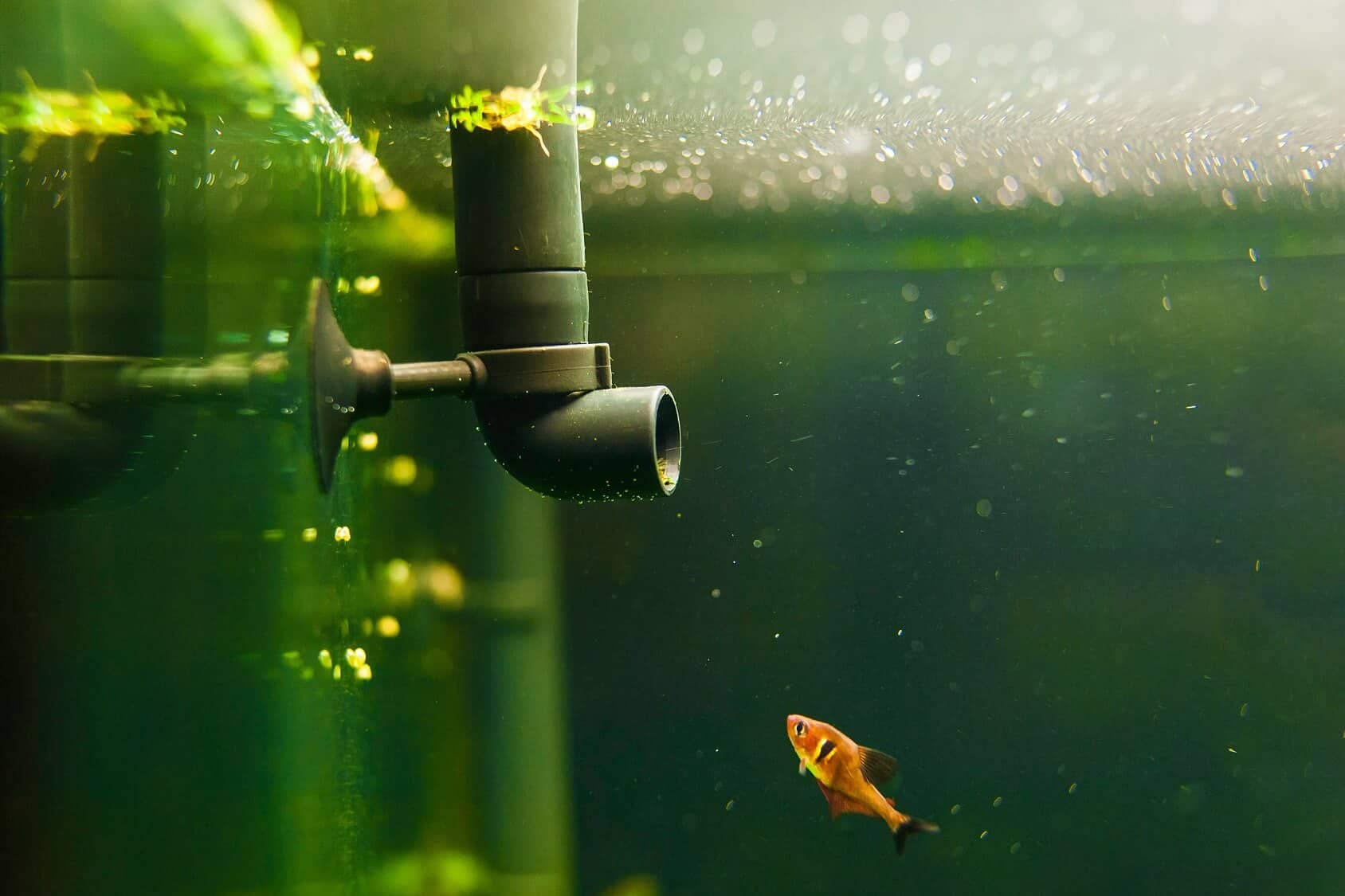 aquarium filters Kenya