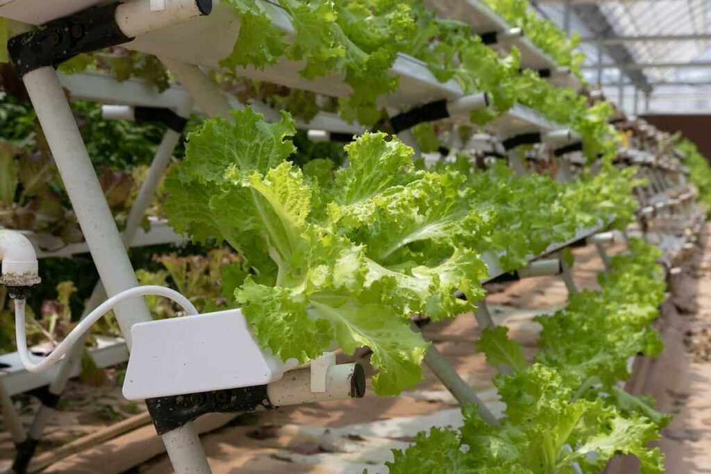 hydroponic farming Kenya