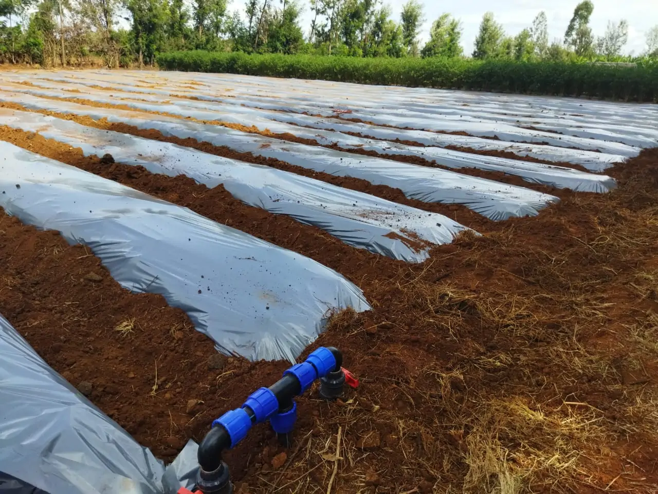 Mulching Film
