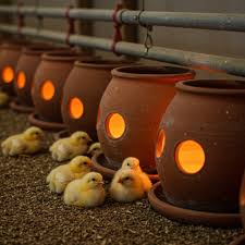chick brooding equipment Kenya