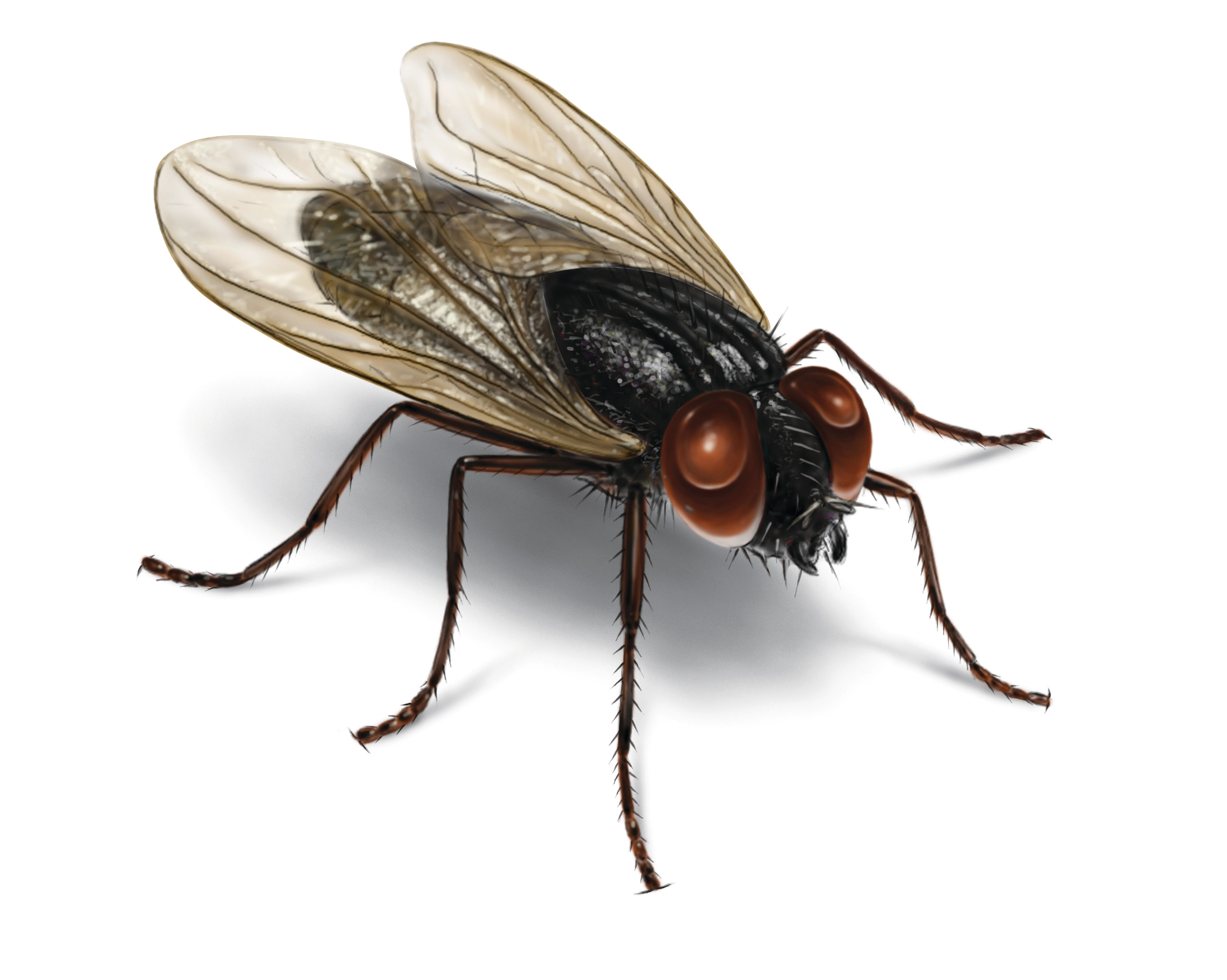 Kitchen Fly-Free