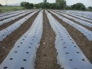 Mulch Film