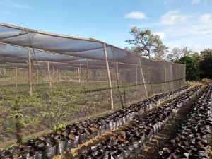 Shade Net Measurements in Kenya: How to Calculate Your Requirements