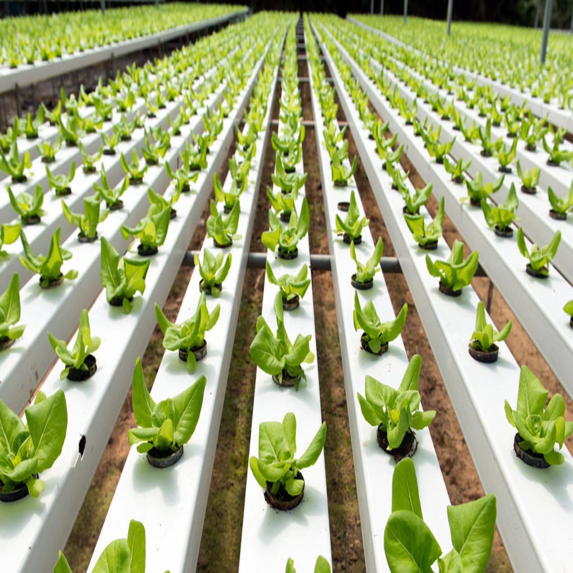 hydroponics Kenya
