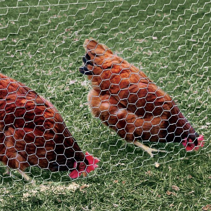 poultry netting for chickens