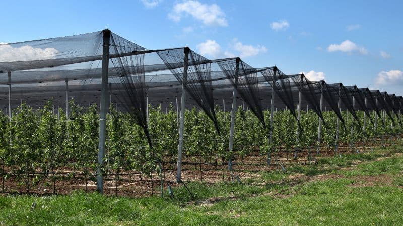 hail protection nets for orchards