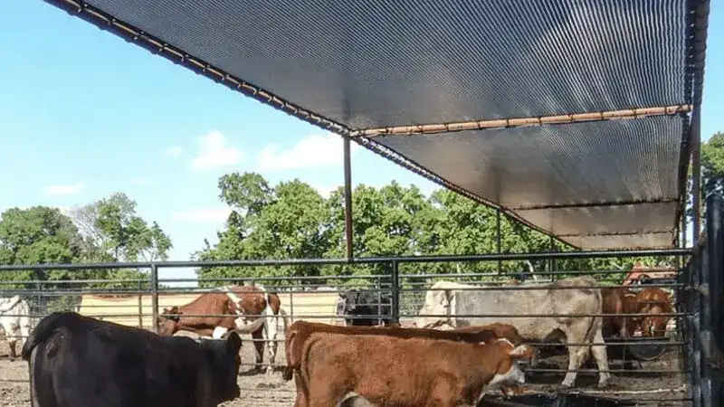 shade nets for dairy cows