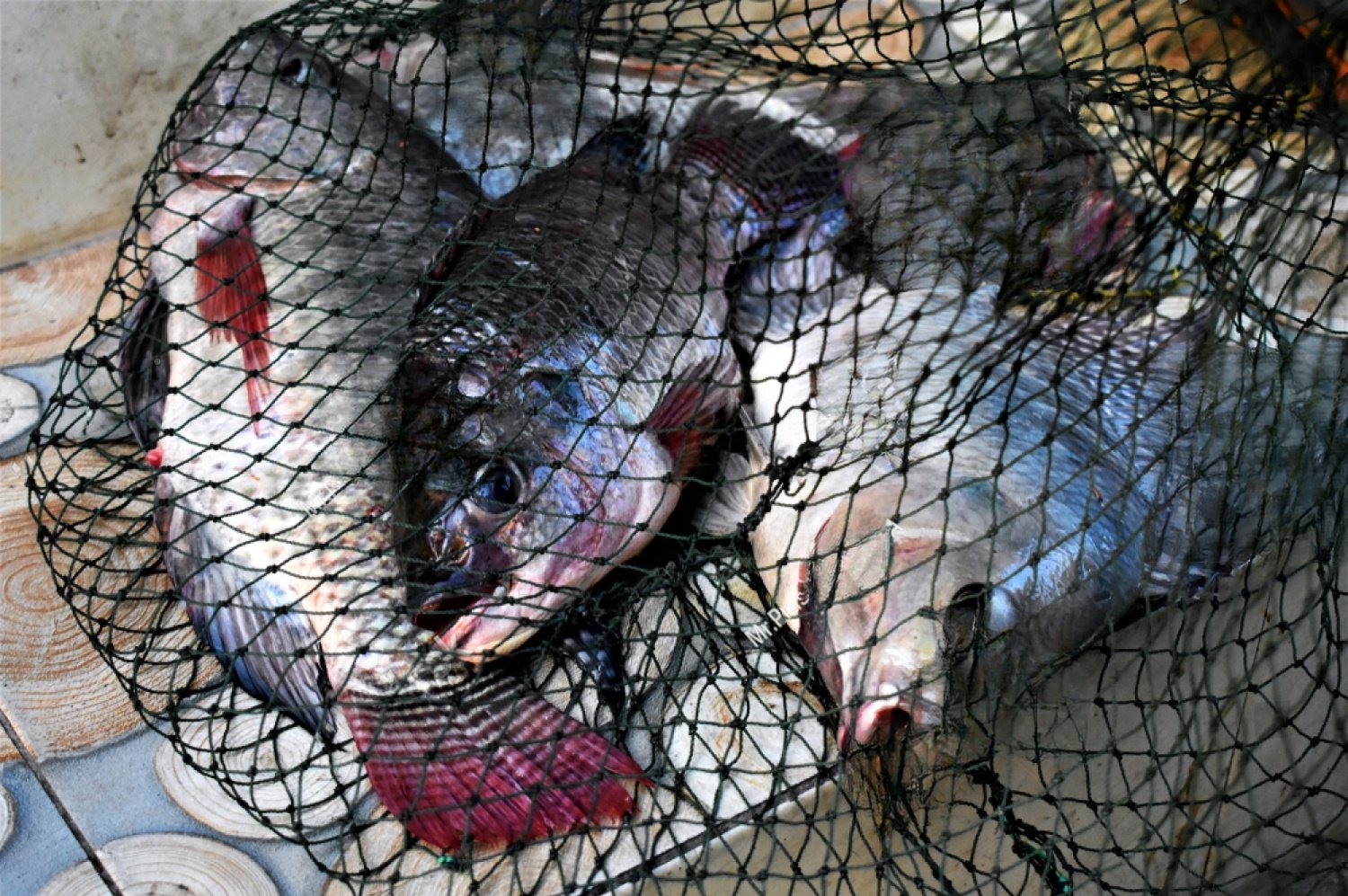 best mesh size for tilapia farming