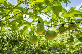 Passion fruit trellis