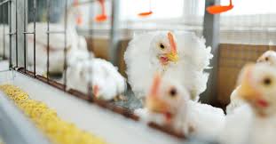 farm biosecurity