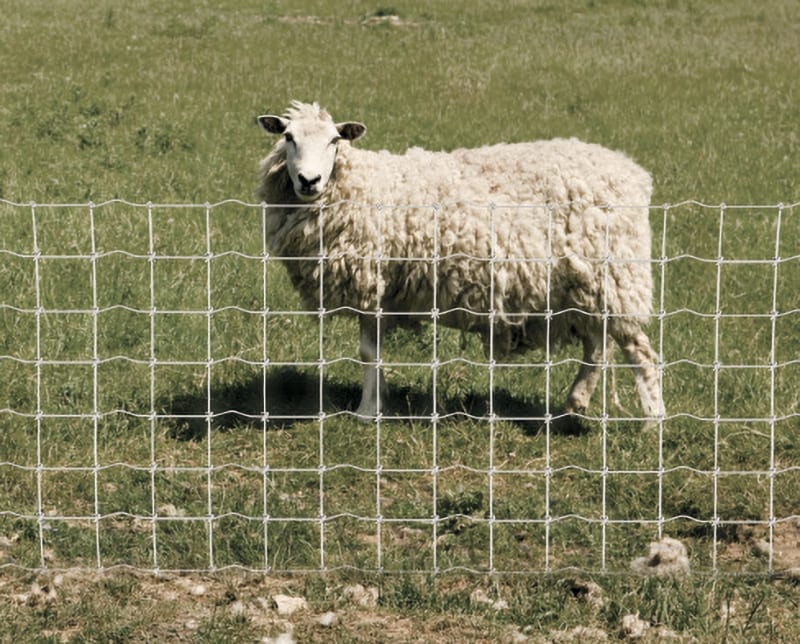 goat and sheep pens