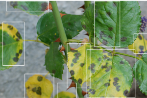 Diagnosing Crop Damage: Hail, Wind or Frost?
