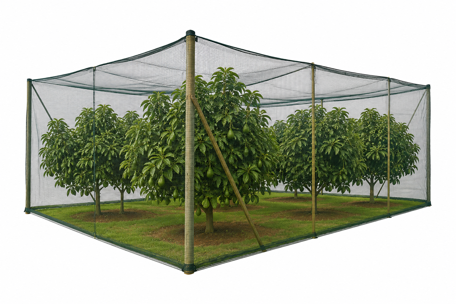 netting for avocado orchards