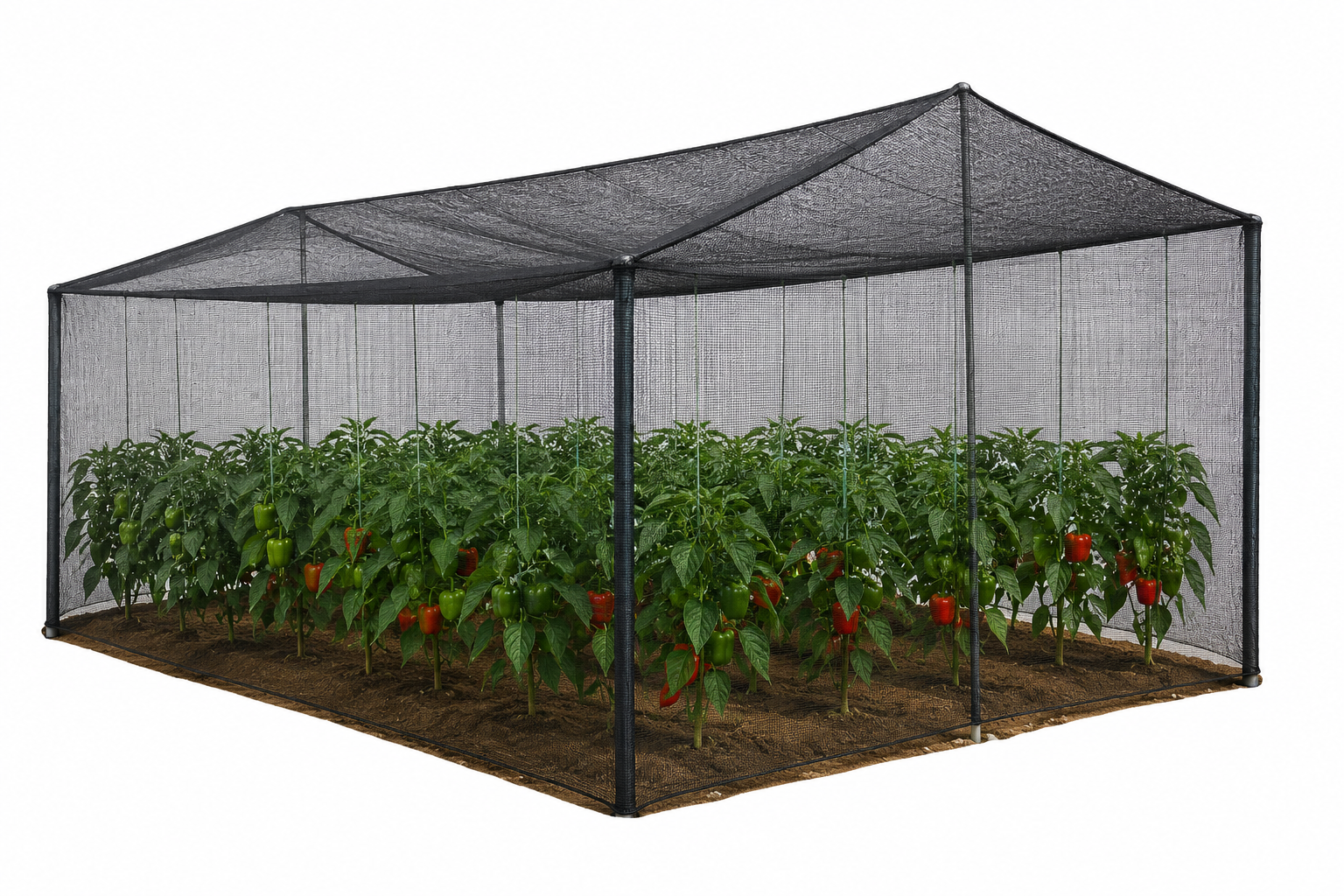 shade net for capsicum