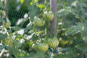 Birds Eating My Tomatoes: The Mesh Size That Stops It