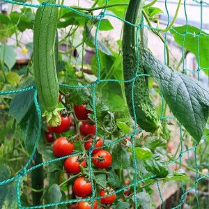 Using Trellis Nets in Kenya for Climbing Plants and Flowers