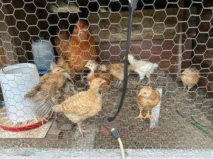Fixes for Chicks Escaping Through the Mesh by Bird Age