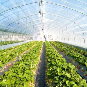 Wind Shredded My Greenhouse Cover and How to Prevent It