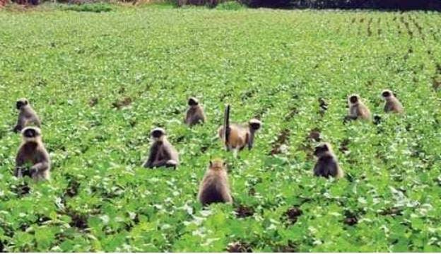 monkeys raiding your farm