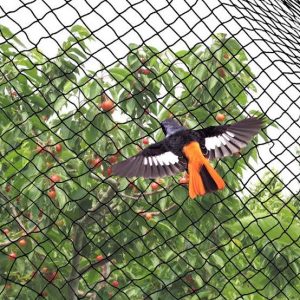 Anti-Bird Nets in Kenya – Quality Netting Solutions in Kenya | Cougar Nets