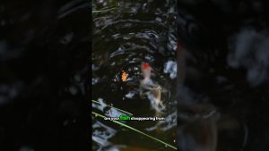 Fish Disappearing From the Pond at Night